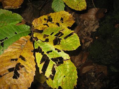 feuilles foret