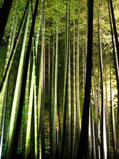 bamboo.JPG