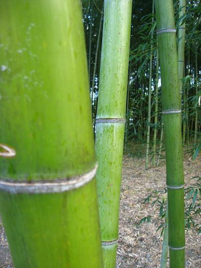 bamboo2.JPG