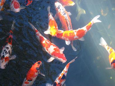 carpes.JPG