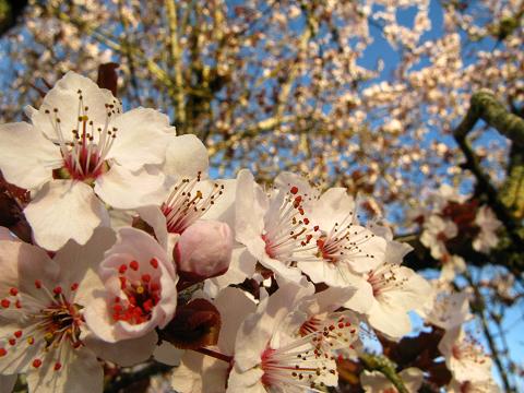 blossom-tree-20.jpg