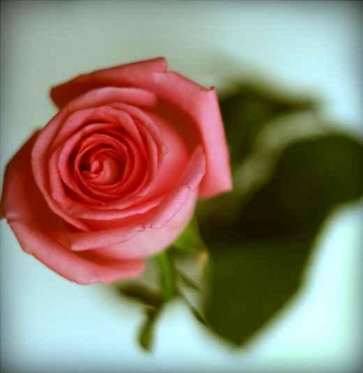 rose-1