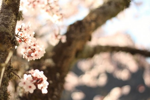 blossom-tree-2