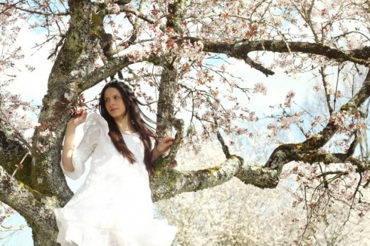 cherry tree drawing in blossom. cherry tree blossom drawing.