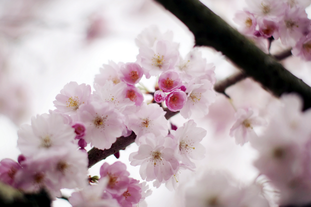 blossoms-2