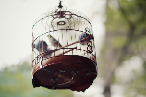 hong-kong-bird-market-01