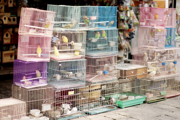 hong-kong-bird-market-02