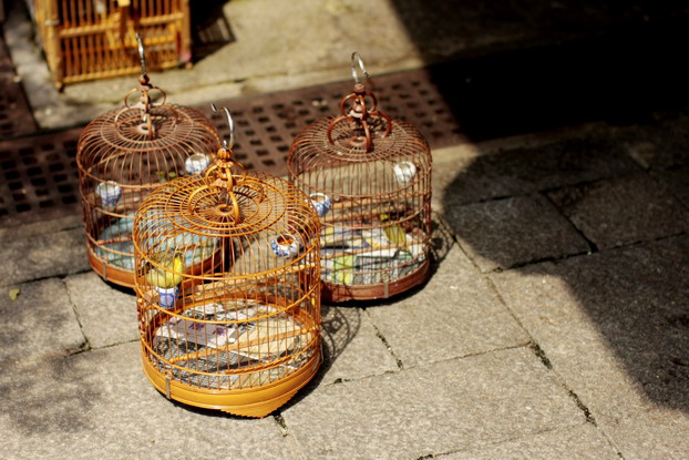 hong-kong-bird-market-04