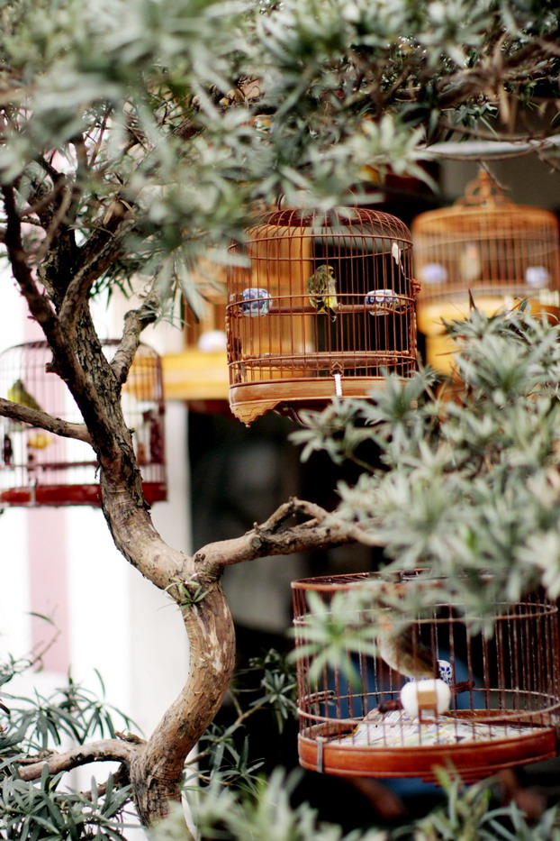 hong-kong-bird-market-05