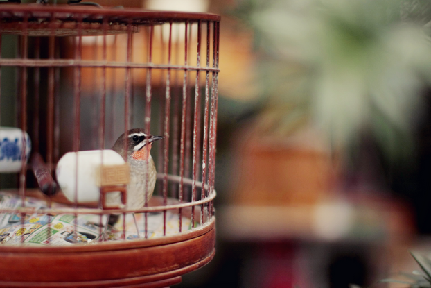 hong-kong-bird-market-06