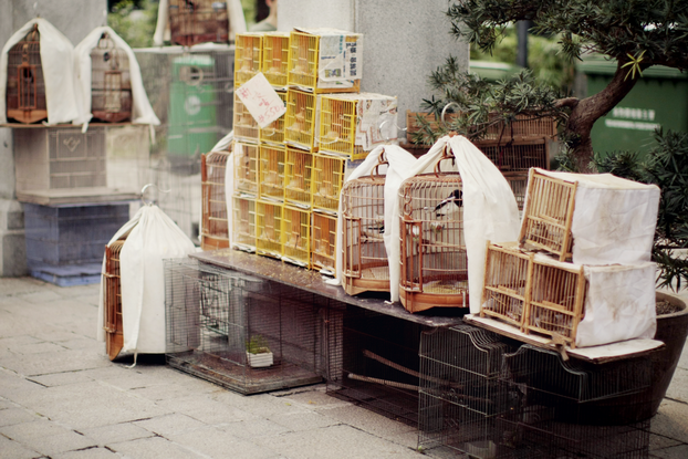 hong-kong-bird-market-10