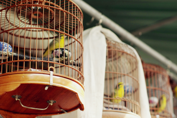 hong-kong-bird-market-11