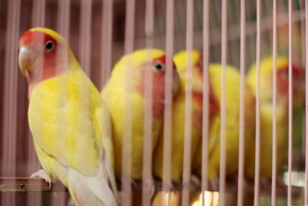 hong-kong-bird-market-17