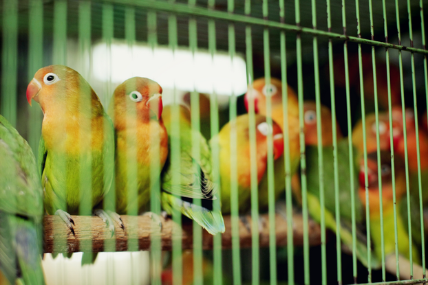 hong-kong-bird-market-18