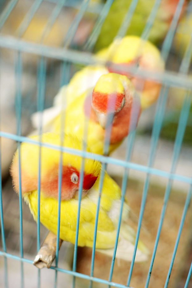 hong-kong-bird-market-19