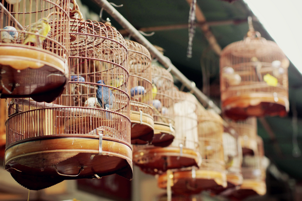 hong-kong-bird-market-20