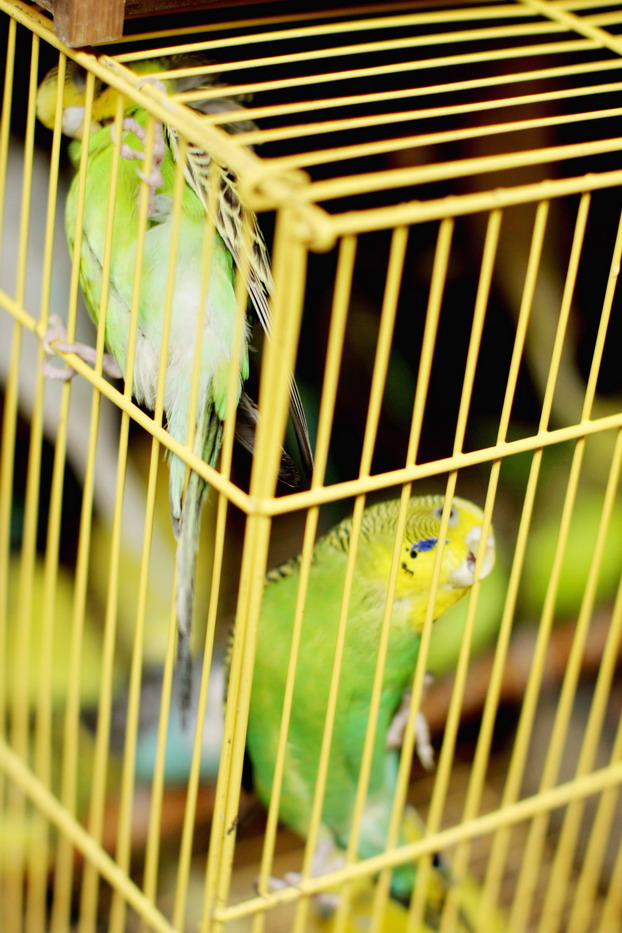 hong-kong-bird-market-21