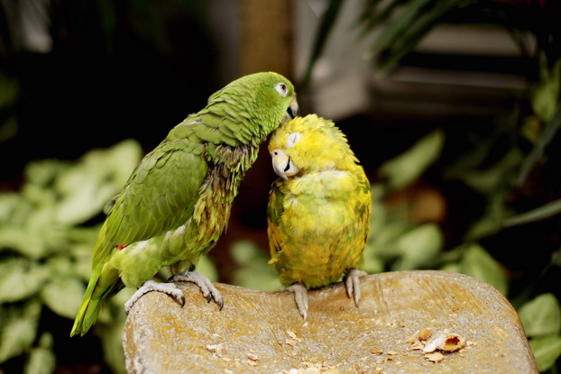 hong-kong-bird-market-25