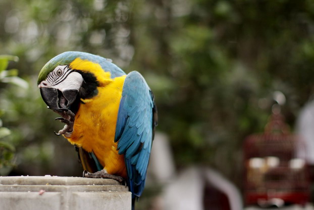 hong-kong-bird-market-26