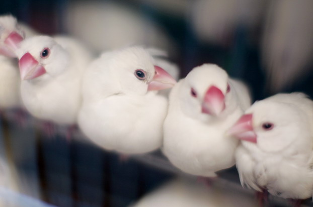 hong-kong-bird-market-27