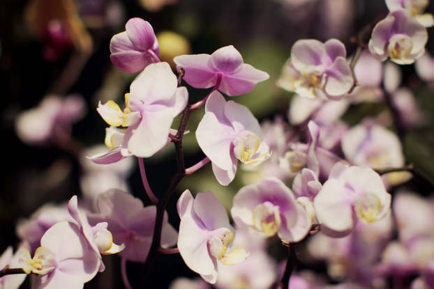 hong-kong-flower-market-01