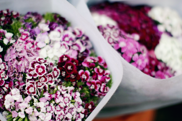 hong-kong-flower-market-03