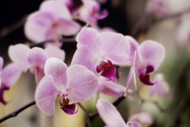 hong-kong-flower-market-04