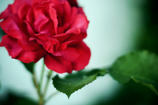 red-rose