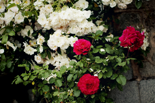 white-and-red-roses