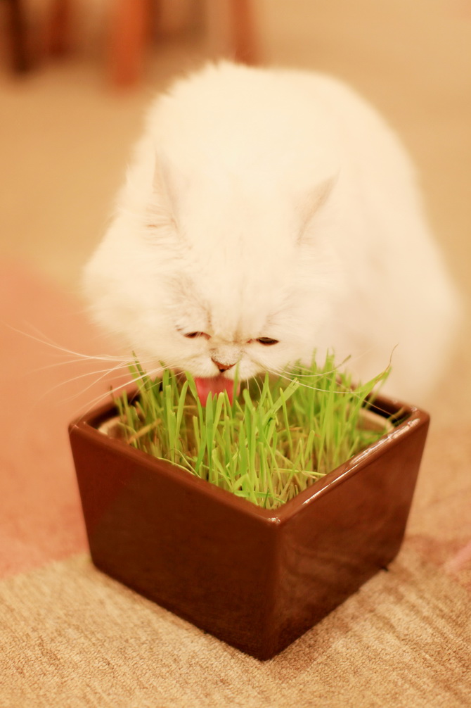Cat Cafe Tokyo - it's a trend that is spreading worldwide. The first