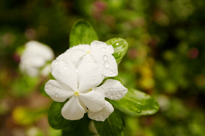 The Cherry Blossom Girl - Maldives 16