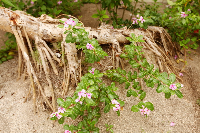 The Cherry Blossom Girl - Maldives 18