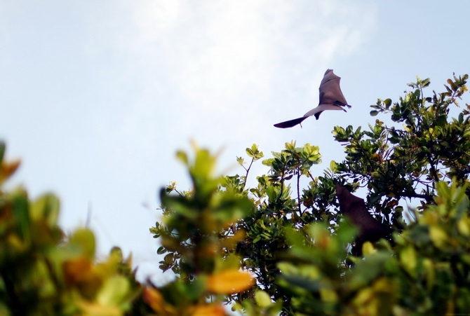 The Cherry Blossom Girl - Maldives 21