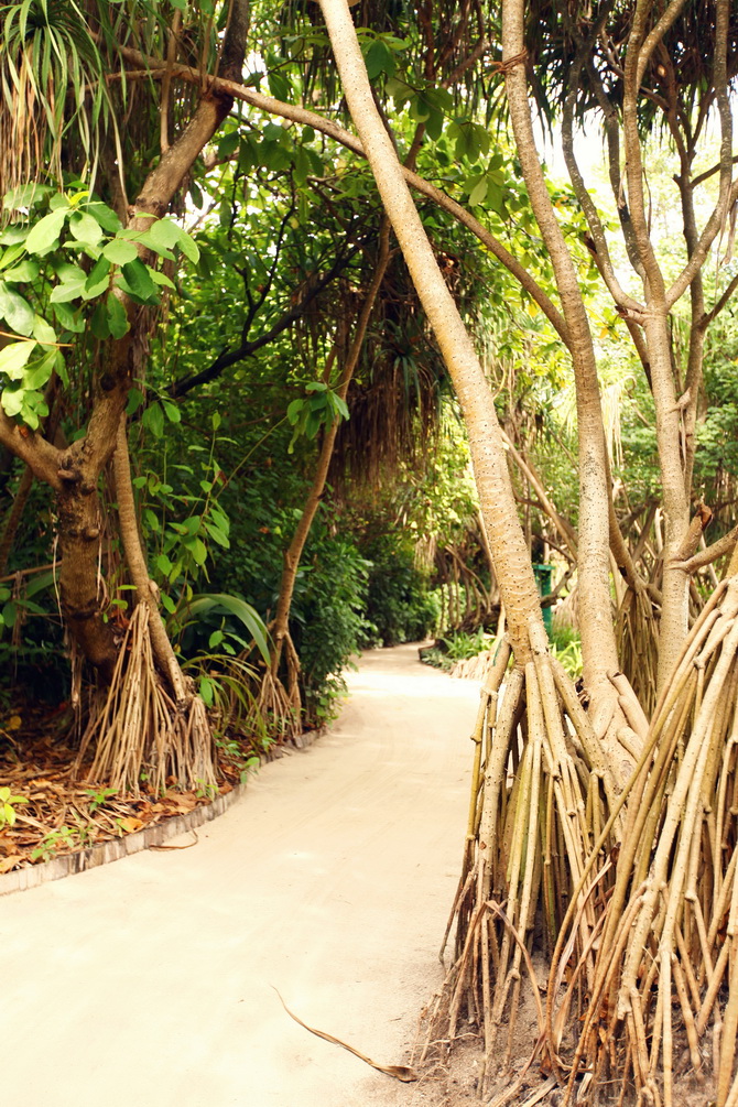 The Cherry Blossom Girl - Maldives 151