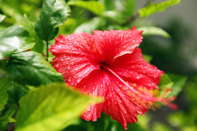 The Cherry Blossom Girl - Maldives 152