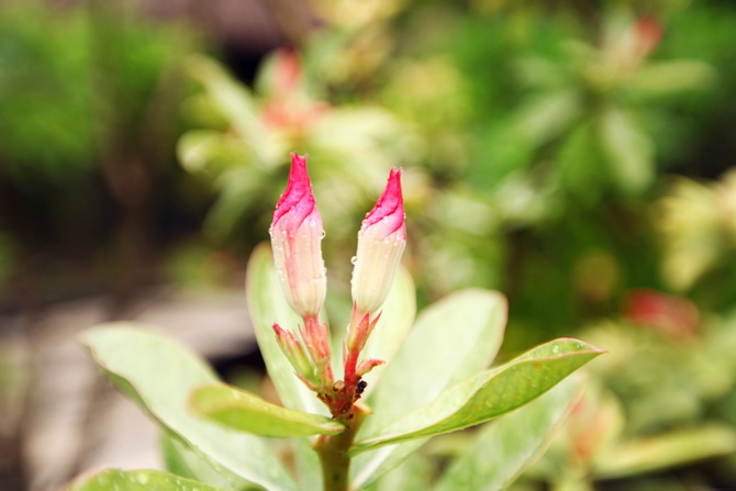 The Cherry Blossom Girl - Maldives 157