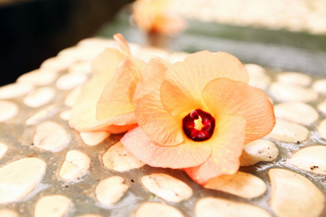 The Cherry Blossom Girl - Maldives 158