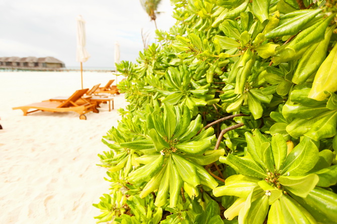 The Cherry Blossom Girl - Maldives 44