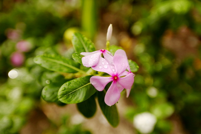 The Cherry Blossom Girl - Maldives 67