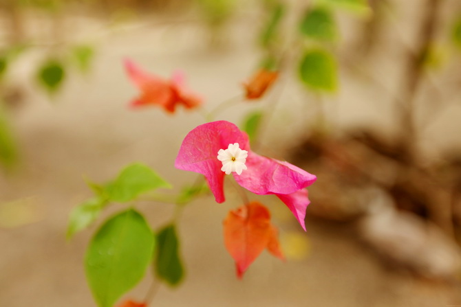 The Cherry Blossom Girl - Maldives 68