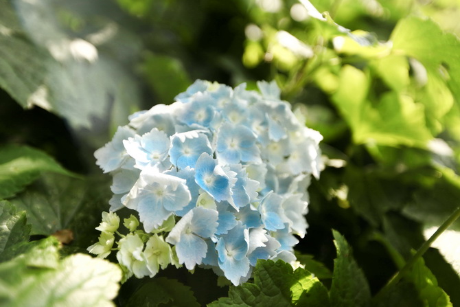 Hydrangea 09