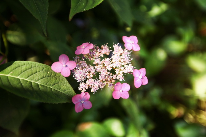 Hydrangea 13