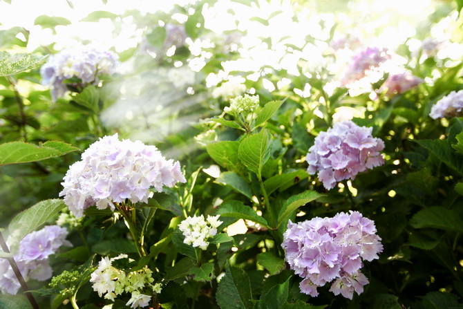 Hydrangea 17