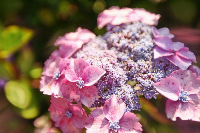 Hydrangea 18