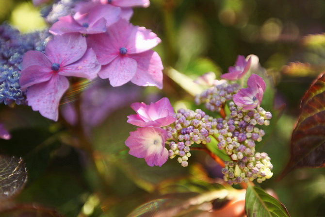 Hydrangea 19