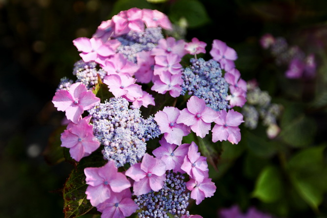 Hydrangea 20