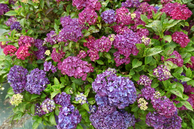 Hydrangea 22