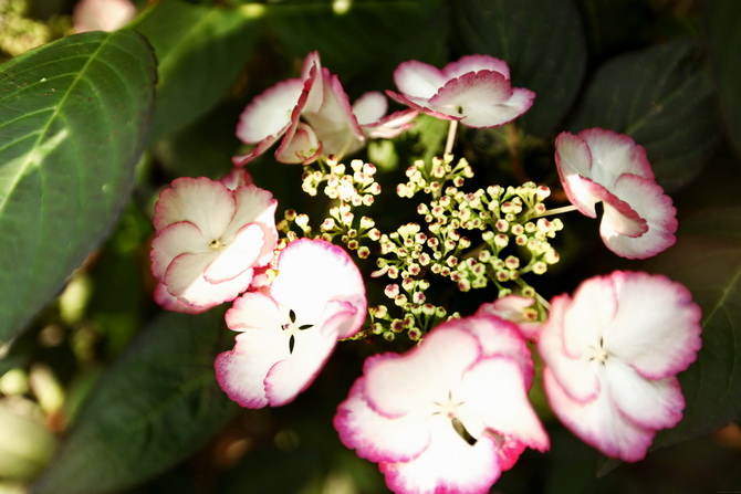 Hydrangea 25