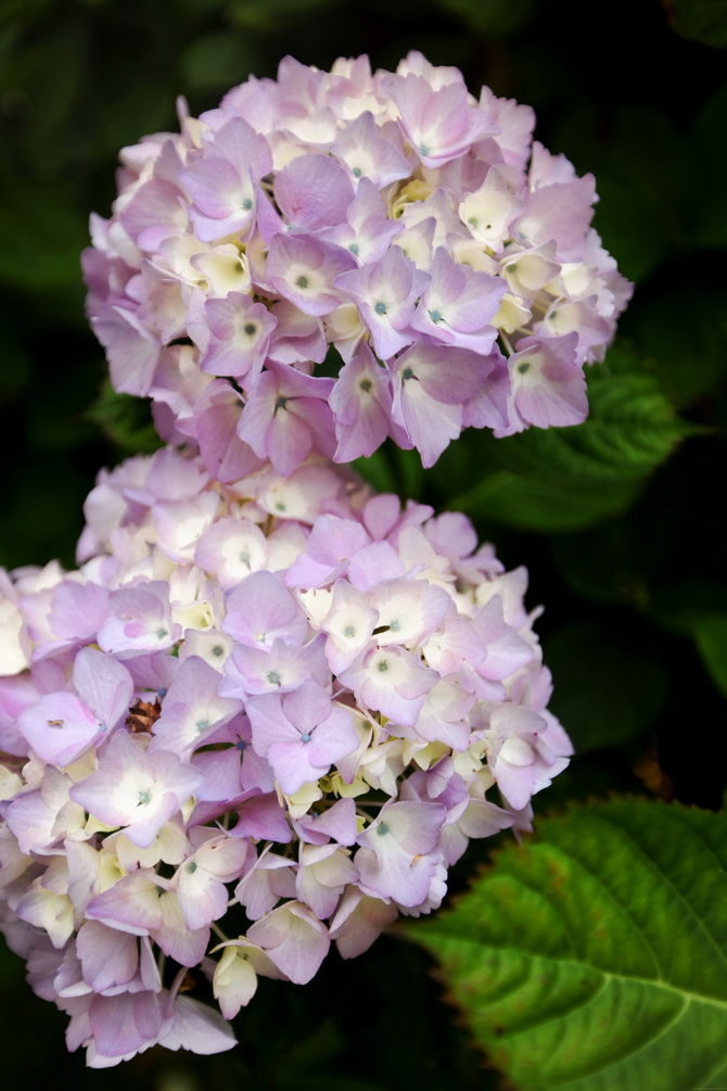 Hydrangea 26