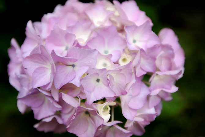 Hydrangea 27